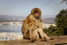 hdporntube comprehensive usage guide