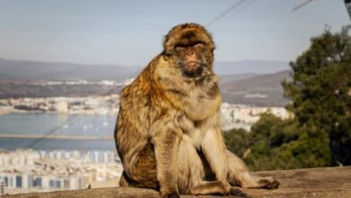 hdporntube comprehensive usage guide